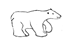 Polar Bear Sketch